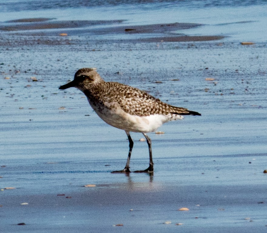 Black-bellied Plover - ML644780818