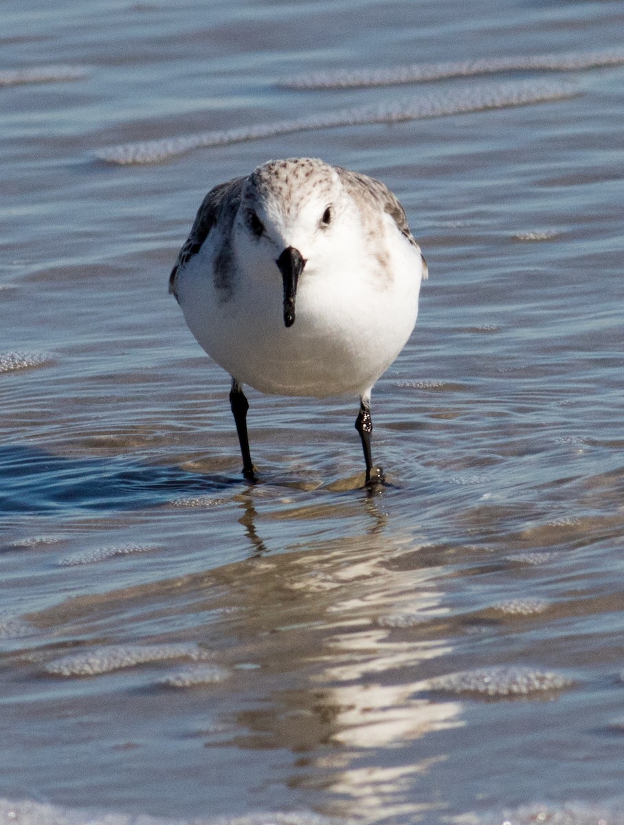 Txirri zuria - ML644780827