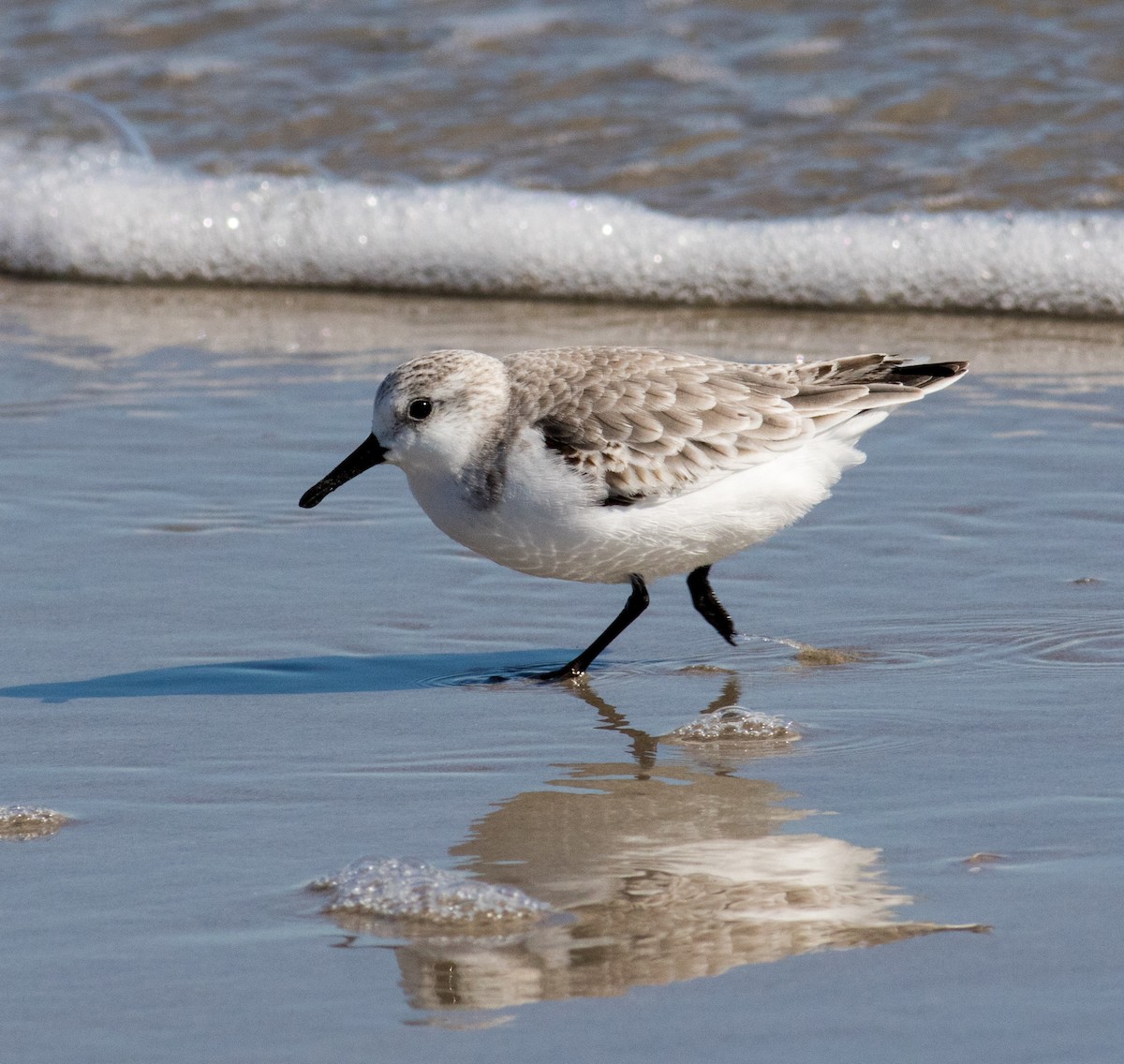 Txirri zuria - ML644780829