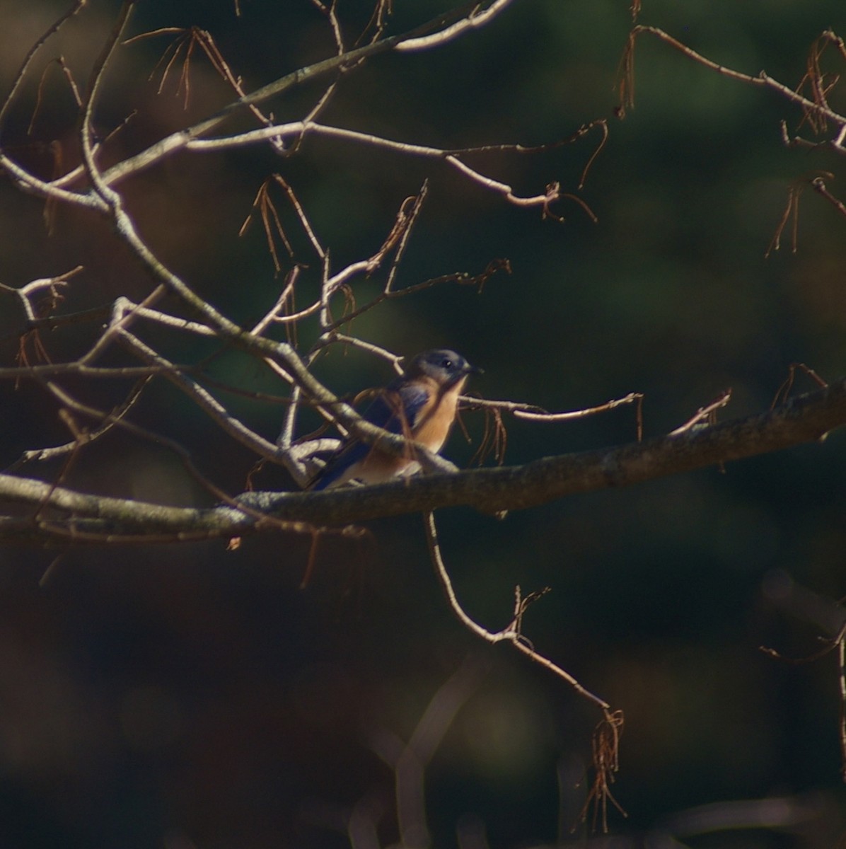 Eastern Bluebird - ML644780830