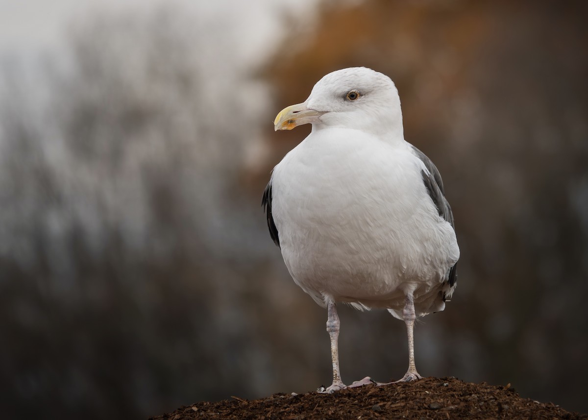 Great Black-backed Gull - ML644780834