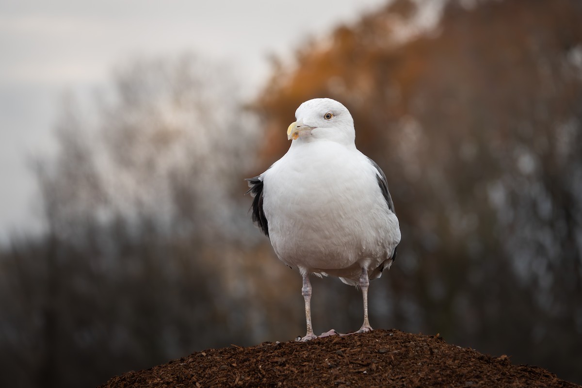 Great Black-backed Gull - ML644780835