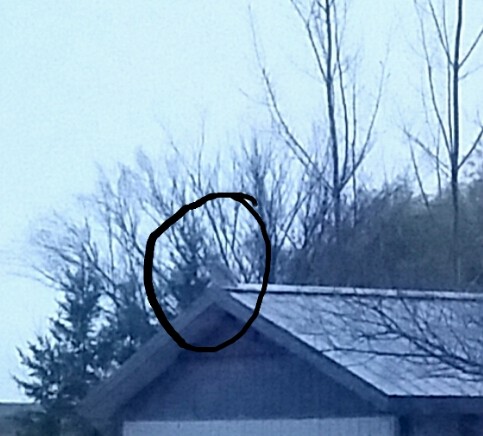 Great Horned Owl - ML644780841