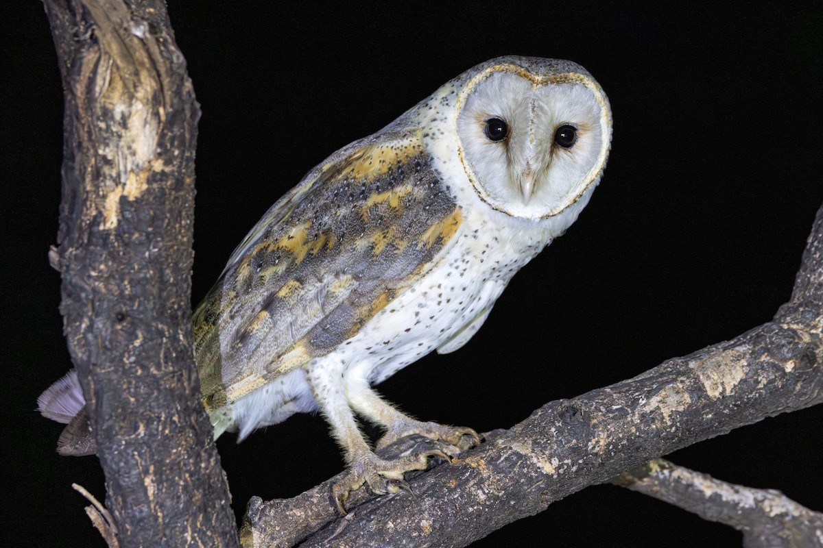 Western Barn Owl - ML644780853