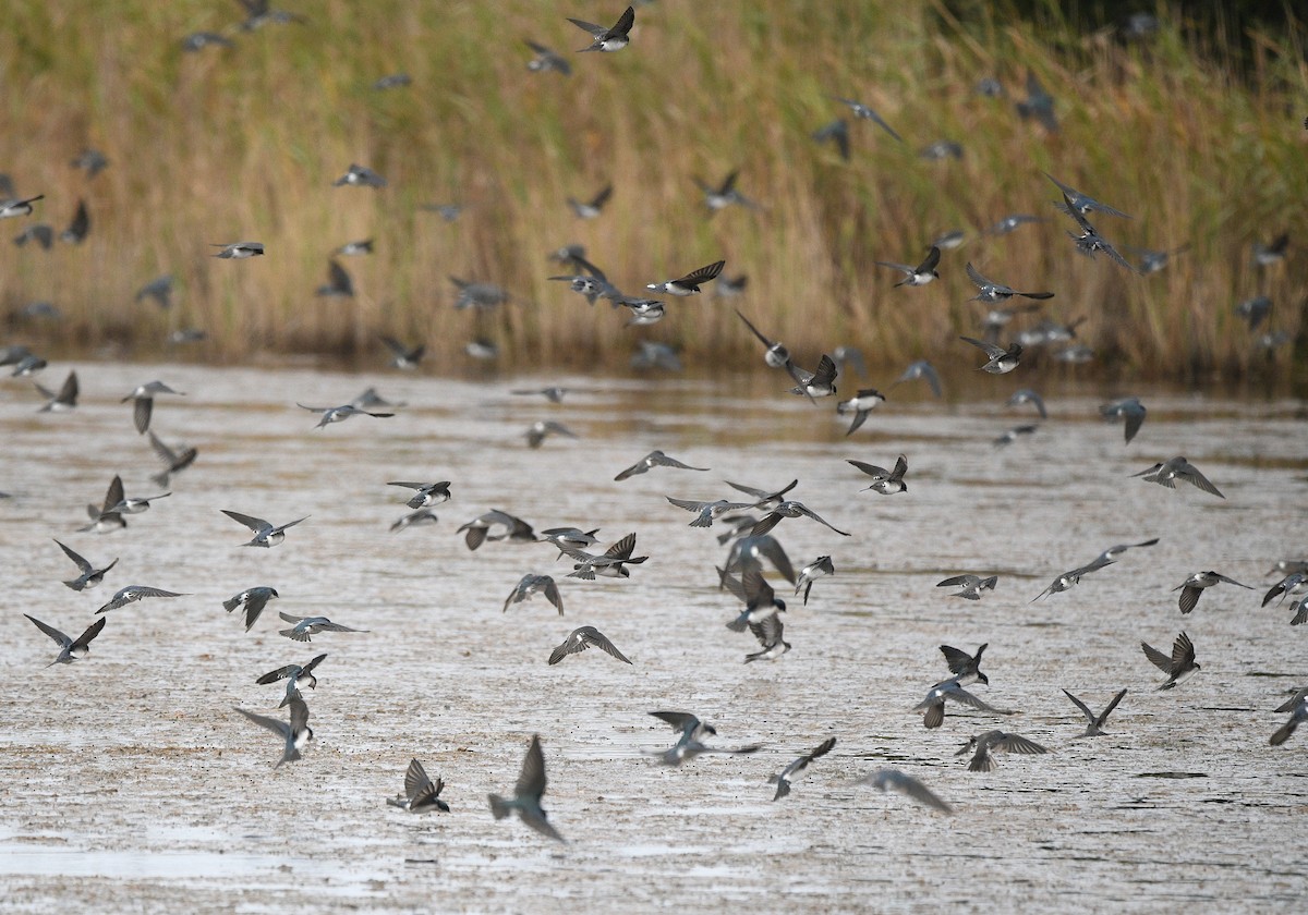 Tree Swallow - ML644780854