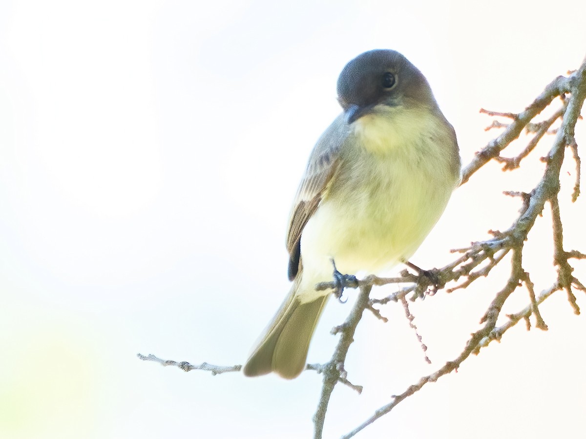 Mosquero Fibí - ML644780855