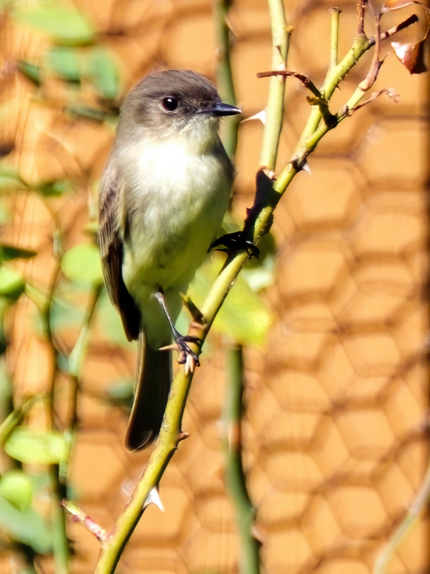 Mosquero Fibí - ML644780856