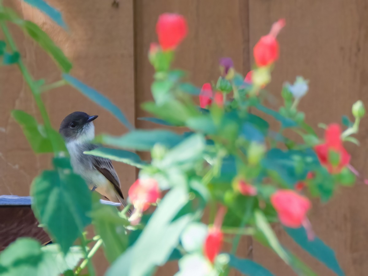 Mosquero Fibí - ML644780857