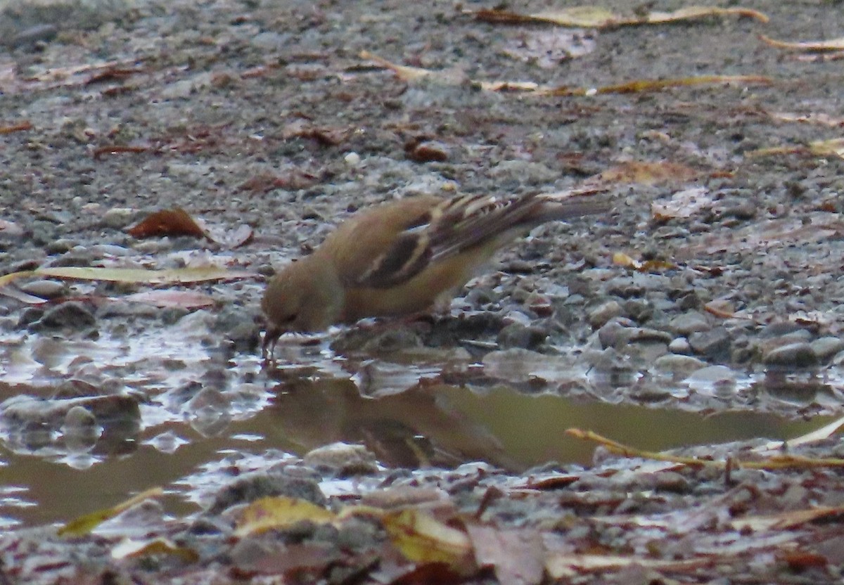 オウゴンヒワ - ML644780860