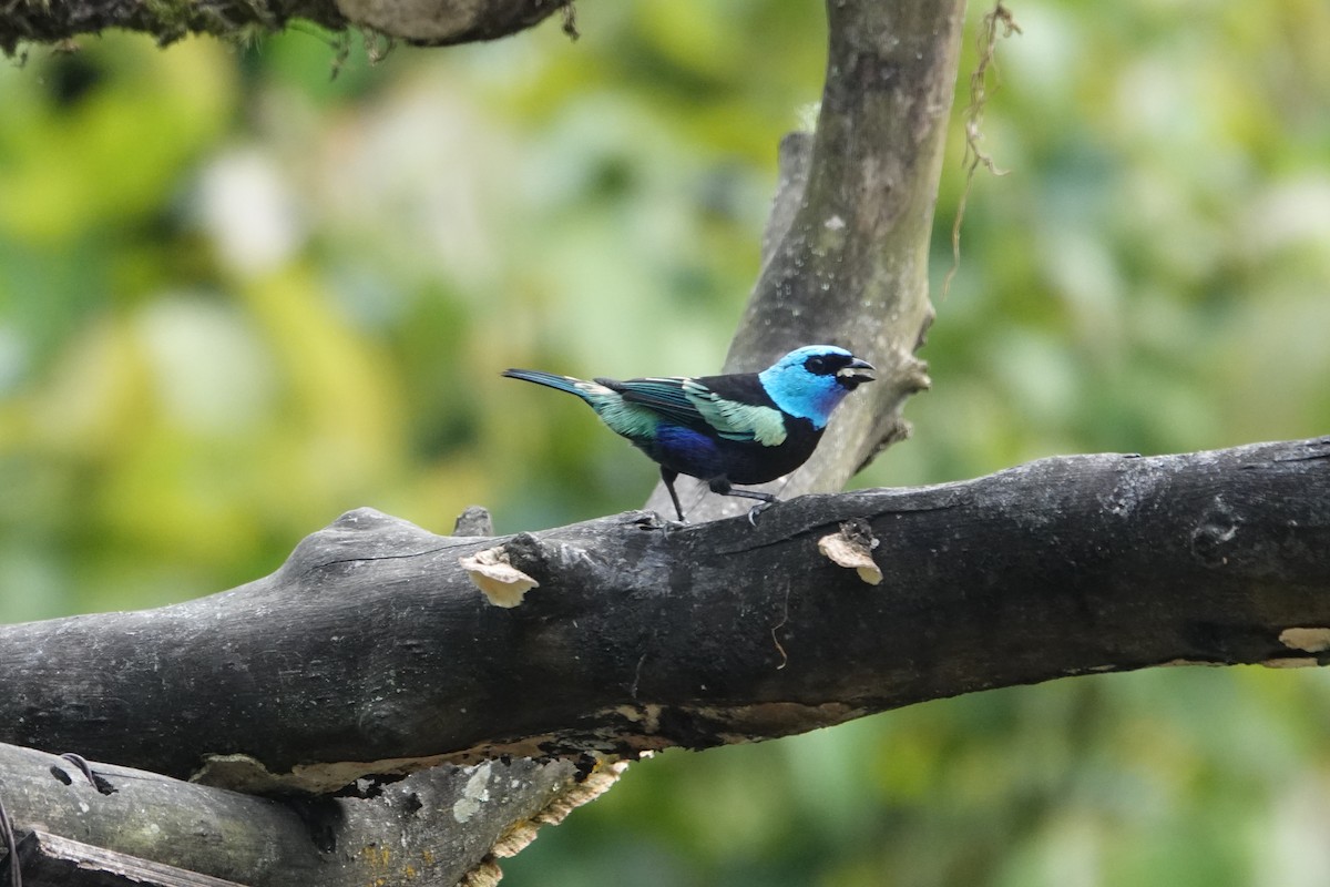 Blue-necked Tanager - ML644780866
