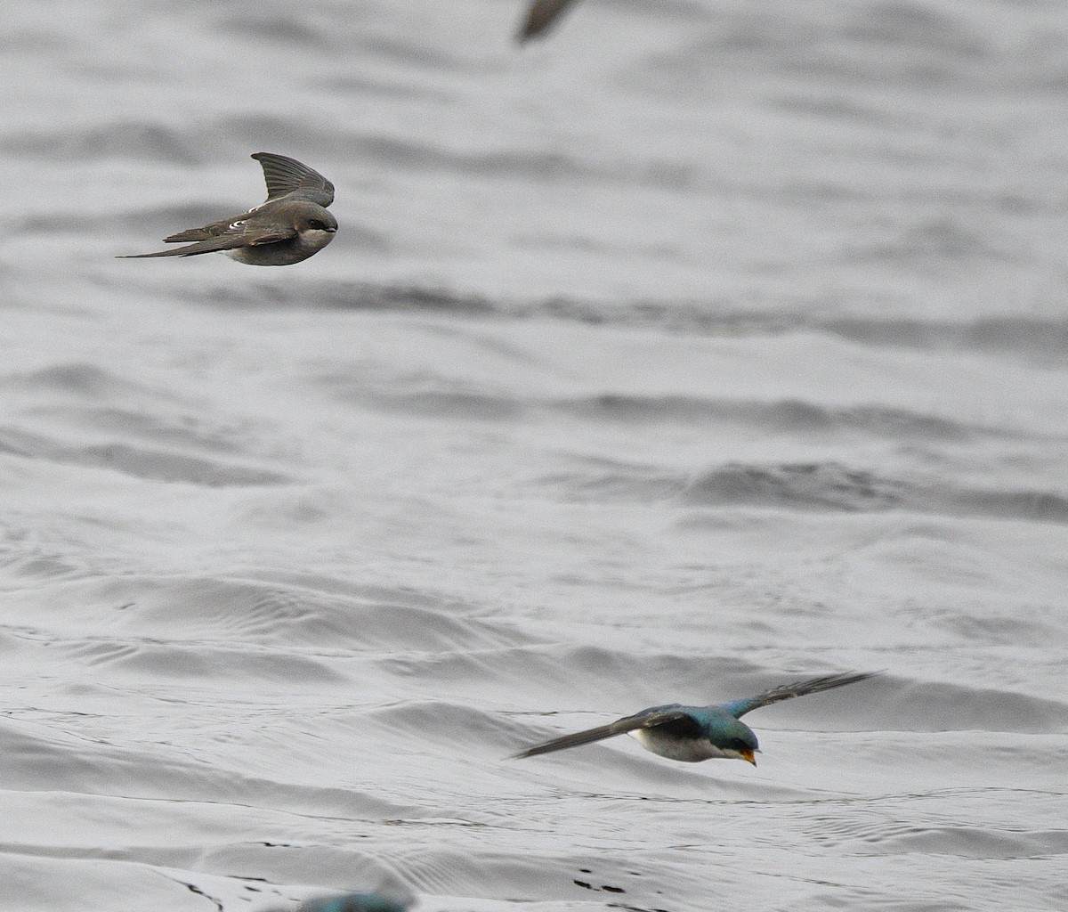 Tree Swallow - ML644780869