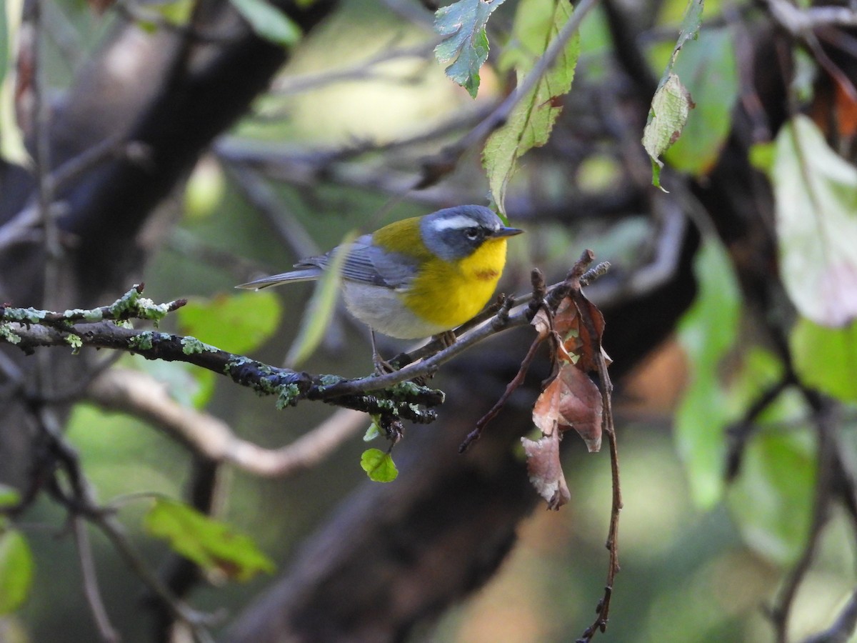 Crescent-chested Warbler - ML644780870