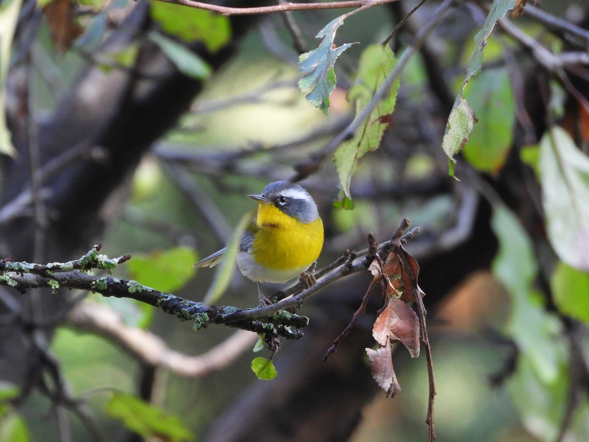 Crescent-chested Warbler - ML644780871