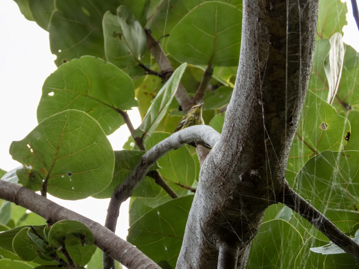 ホオアカアメリカムシクイ - ML644780873