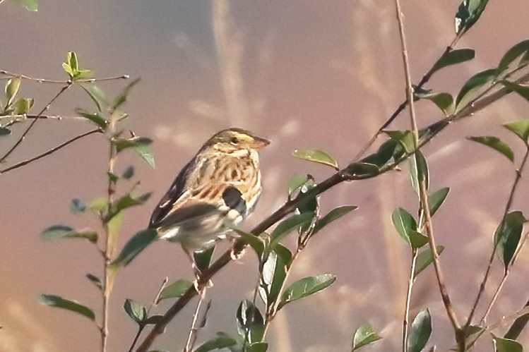 Savannah Serçesi - ML644780875