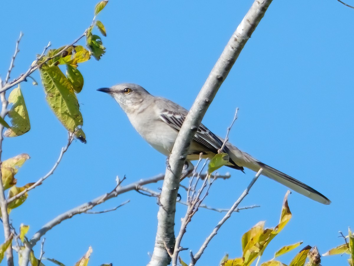 Northern Mockingbird - ML644780877