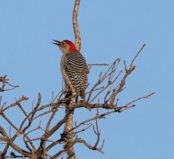 Carpintero de Carolina - ML644780881