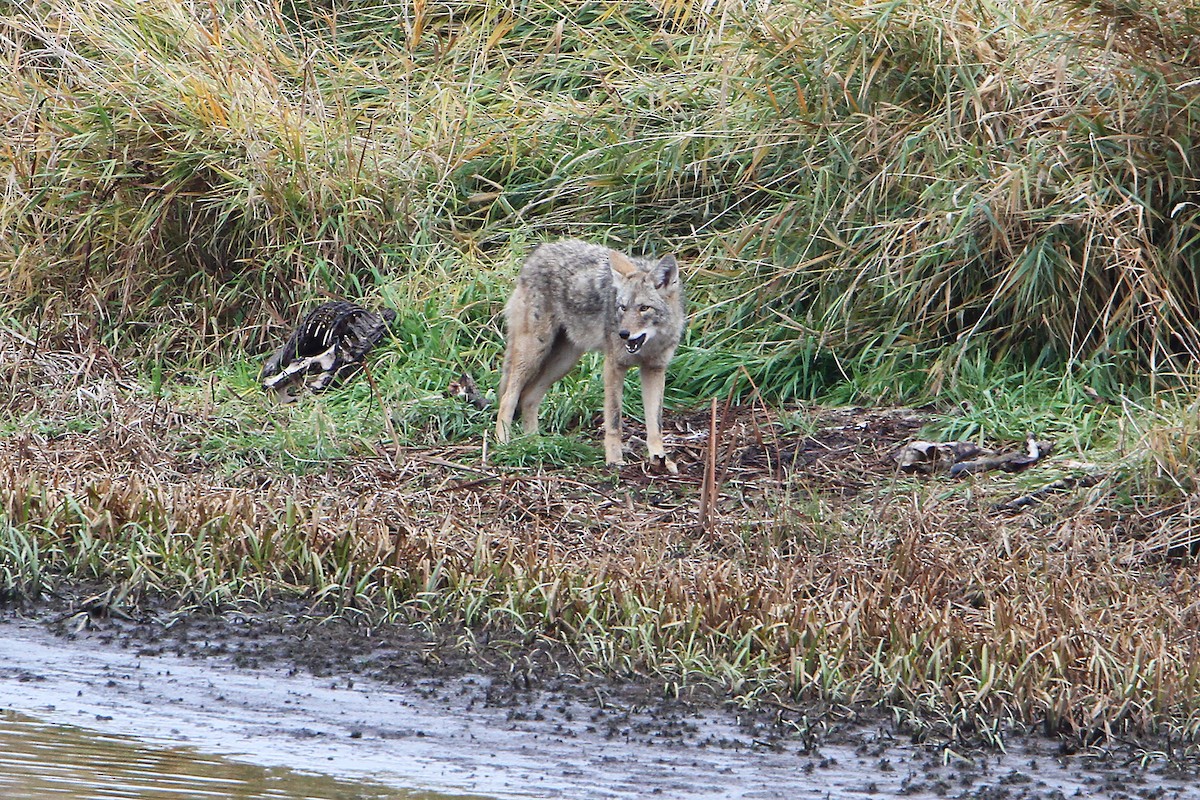 Coyote - ML644780888