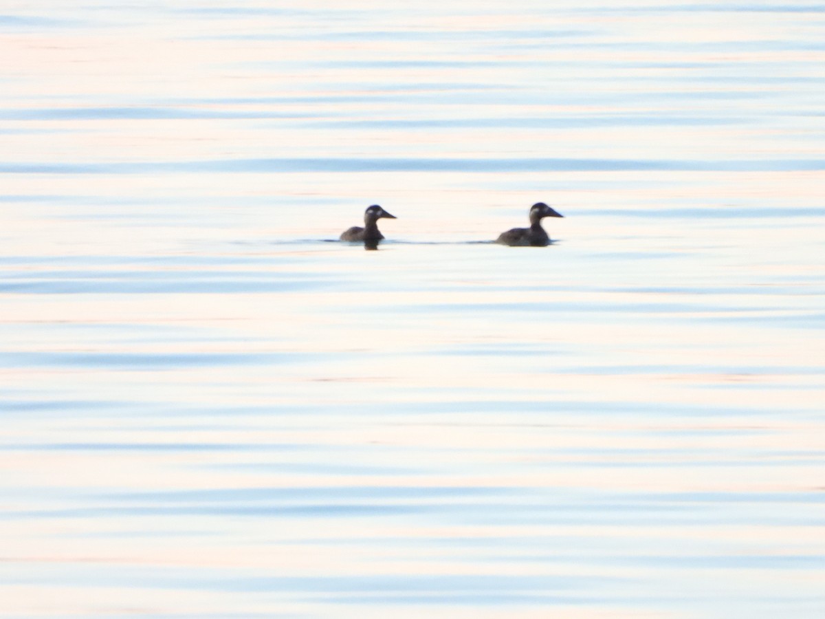 Surf Scoter - ML644780890