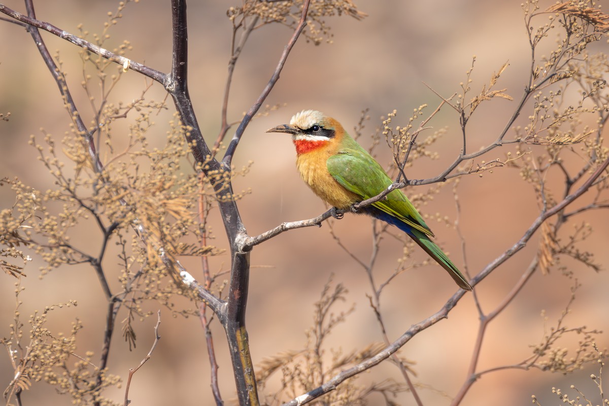 White-fronted Bee-eater - ML644780897