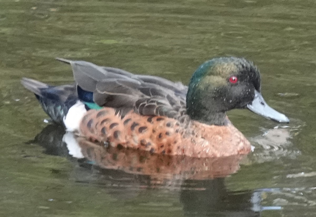 Kızıl Çamurcun - ML644780898