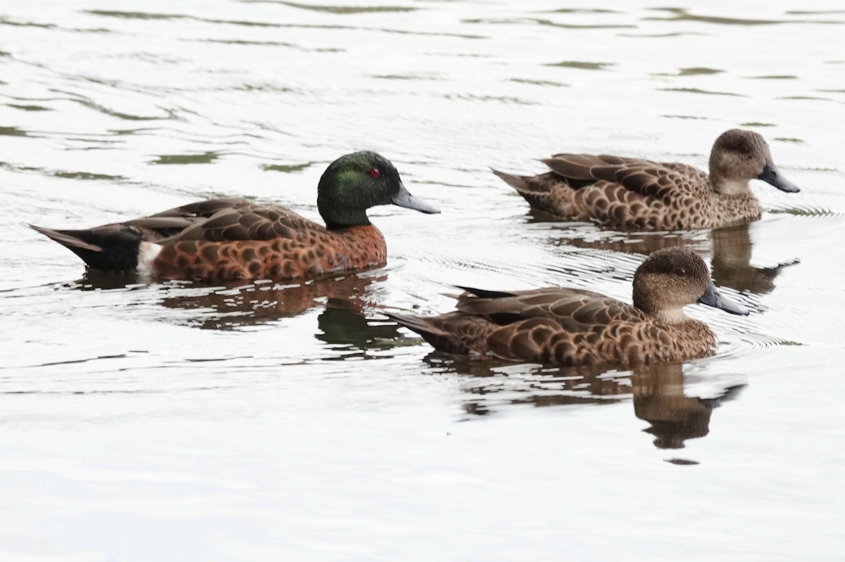 Kızıl Çamurcun - ML644780899