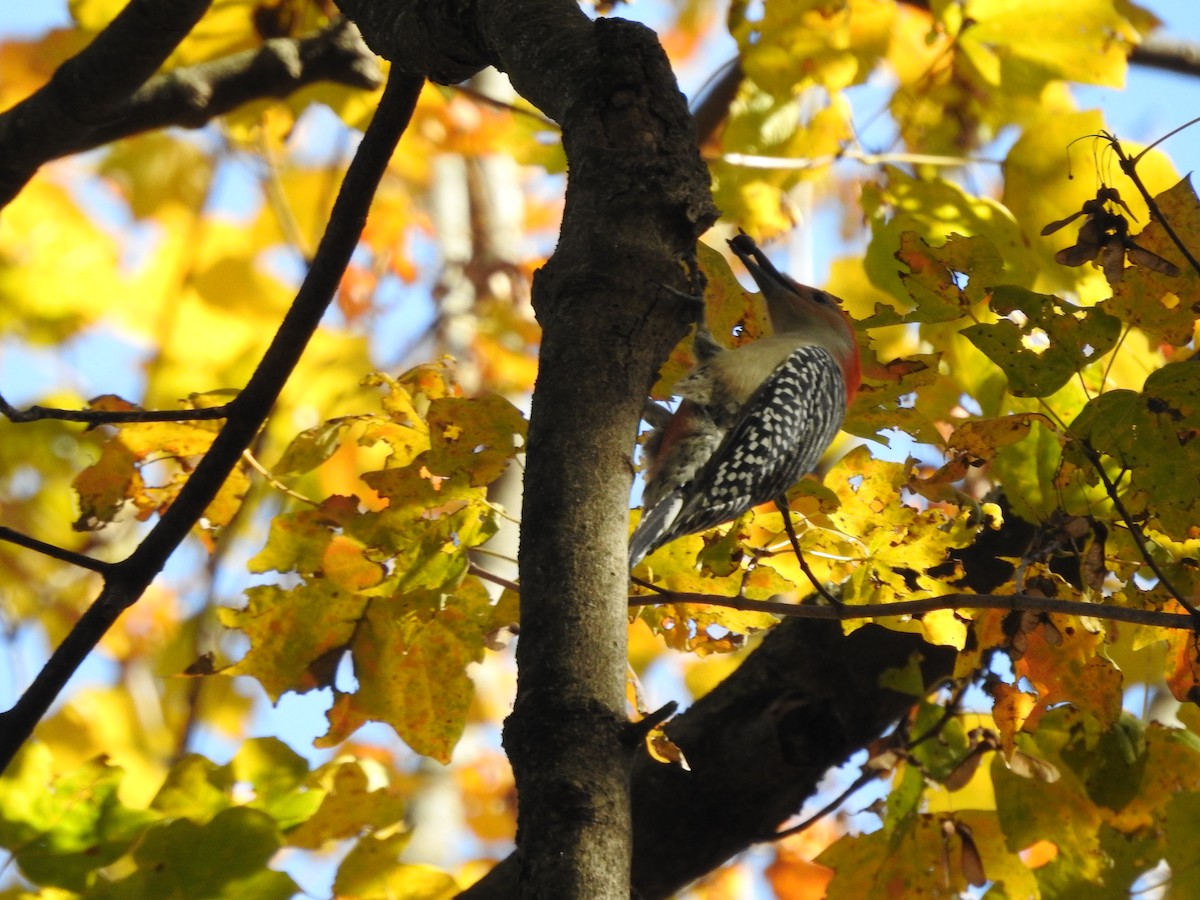 Carpintero de Carolina - ML644780901