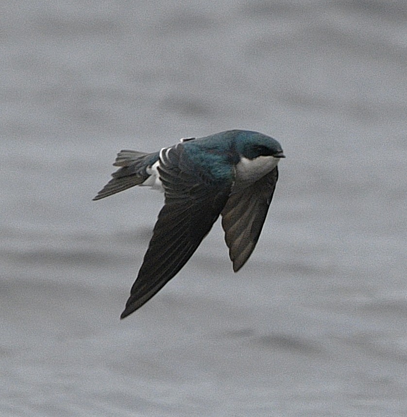 Tree Swallow - ML644780906