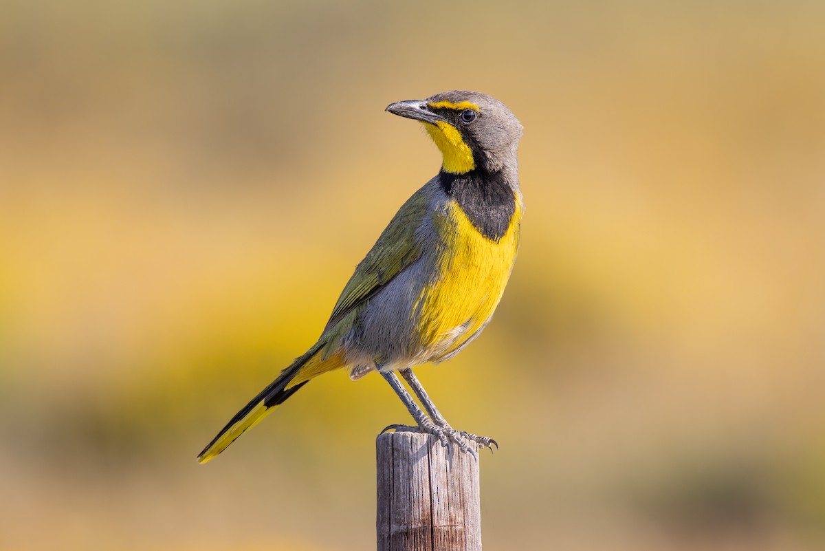 Bokmakierie - ML644780912