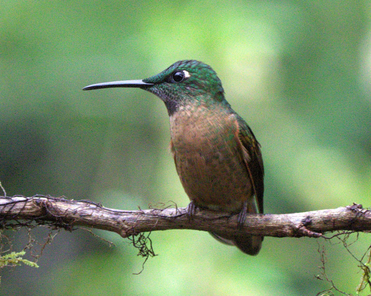 Brillante Pechigamuza - ML644780913