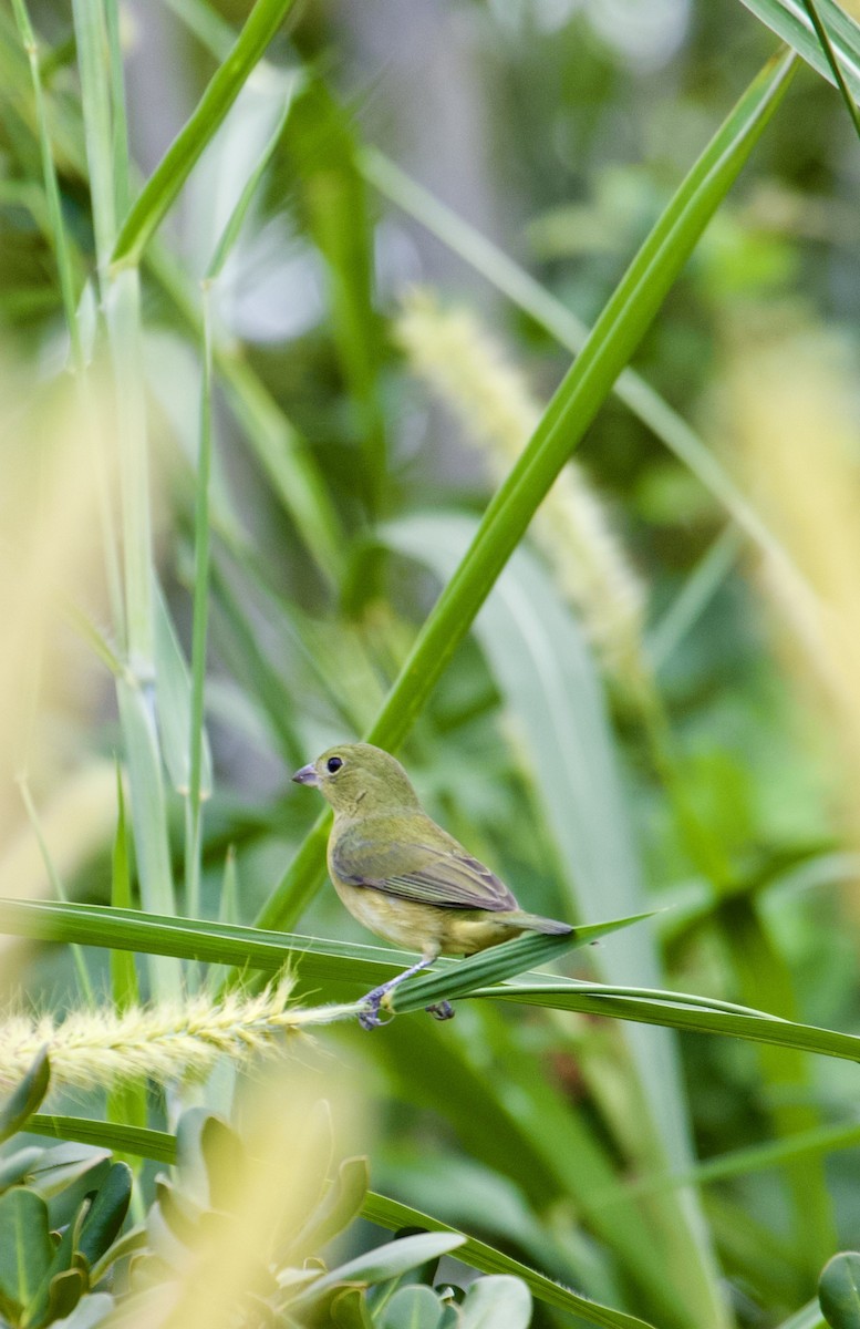 Painted Bunting - ML644780915