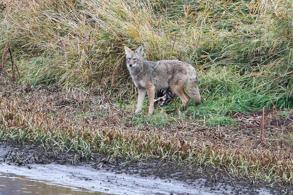 Coyote - ML644780917