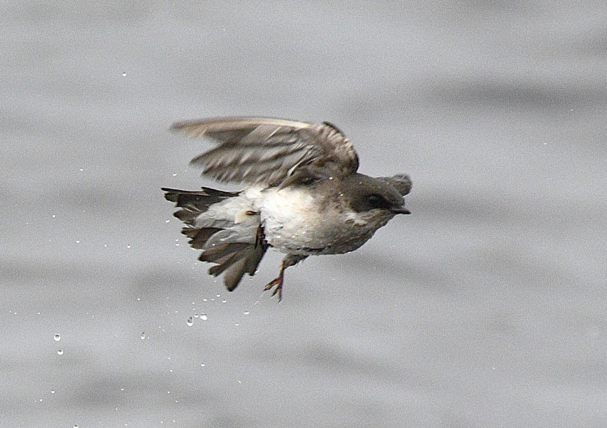 Tree Swallow - ML644780925