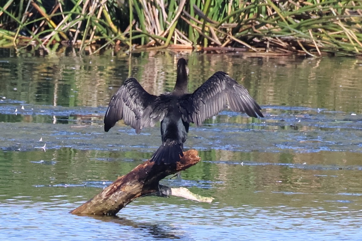 Double-crested Cormorant - ML644780928
