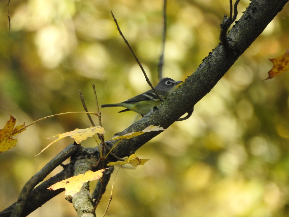 Blue-headed Vireo - ML644780929