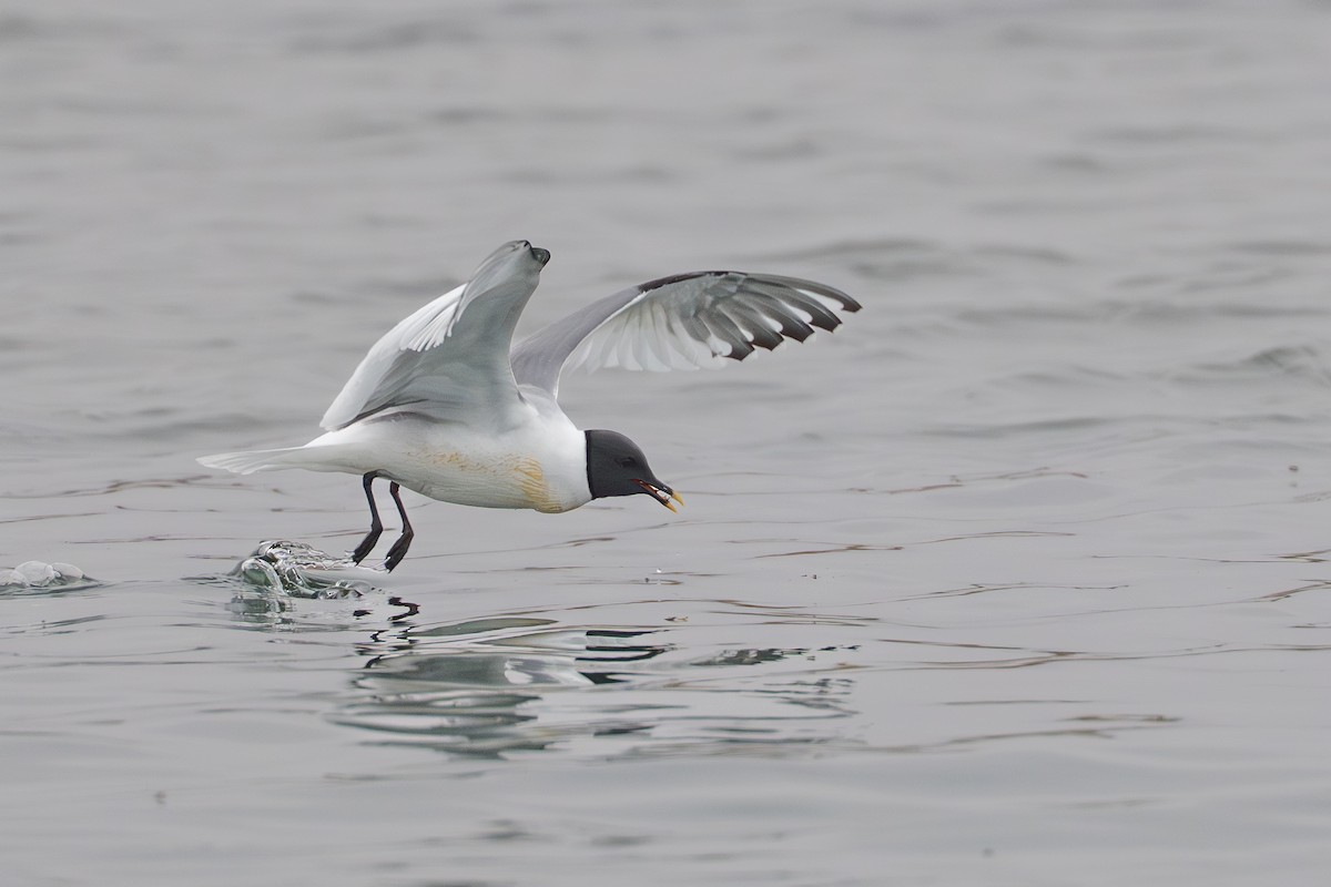 Gaviota de Sabine - ML644780932