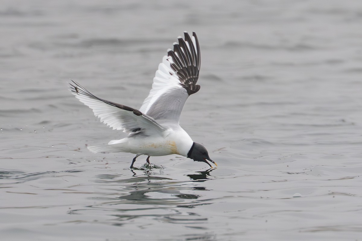 Gaviota de Sabine - ML644780933