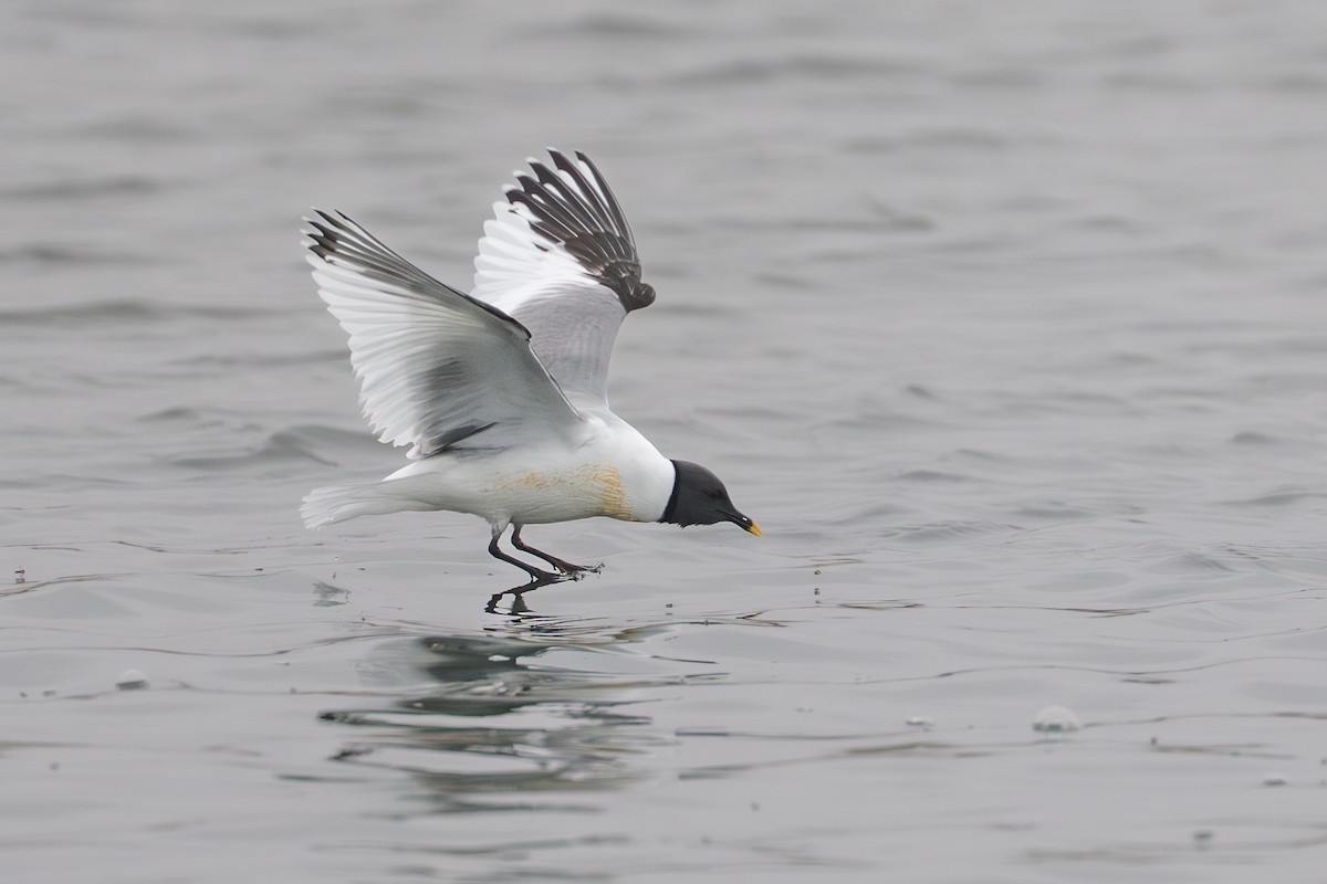 Gaviota de Sabine - ML644780934