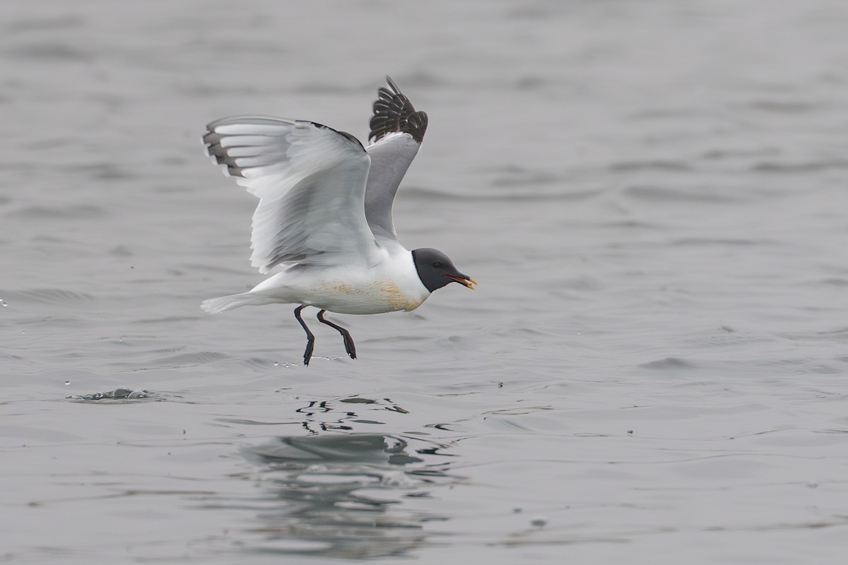 Gaviota de Sabine - ML644780935
