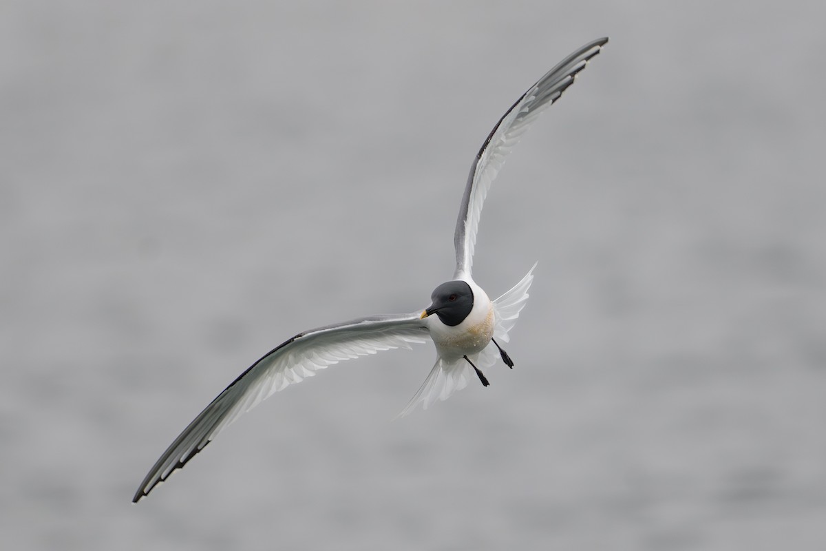 Gaviota de Sabine - ML644780936