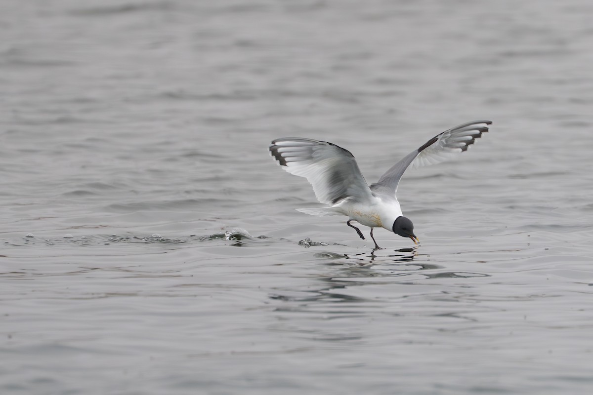 Gaviota de Sabine - ML644780937