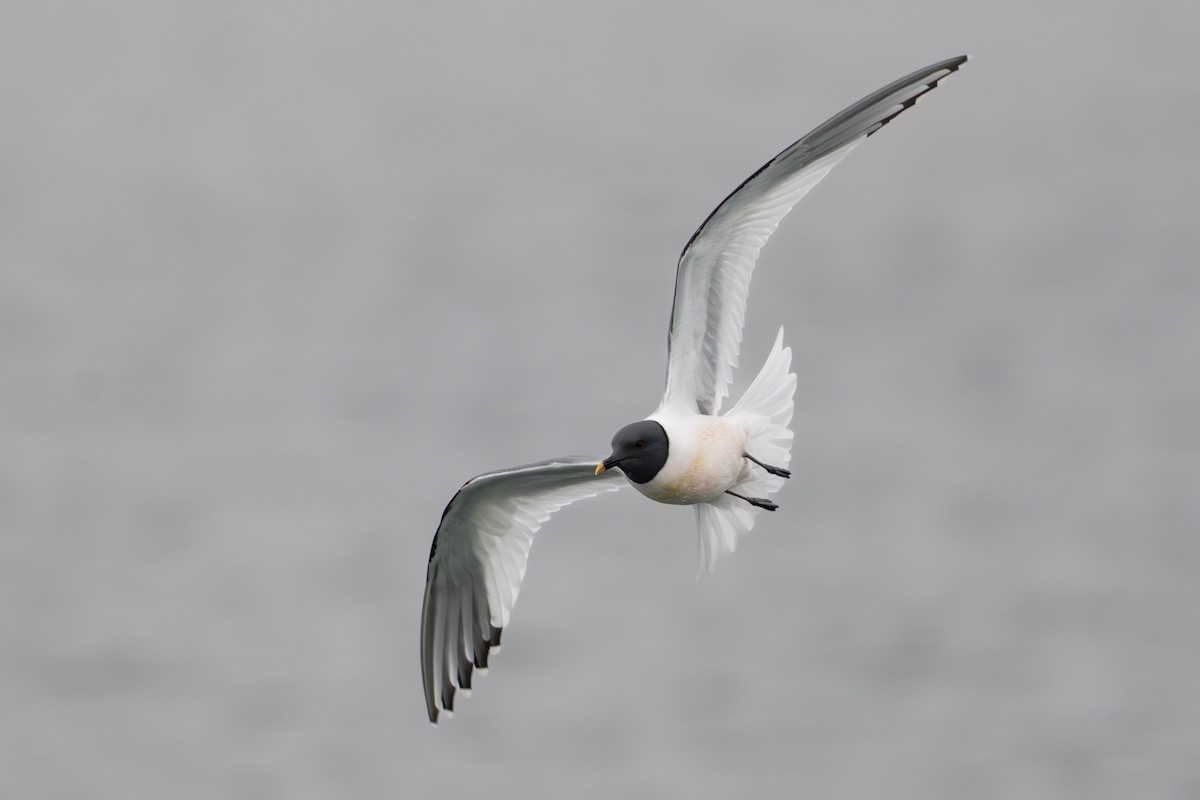 Gaviota de Sabine - ML644780938