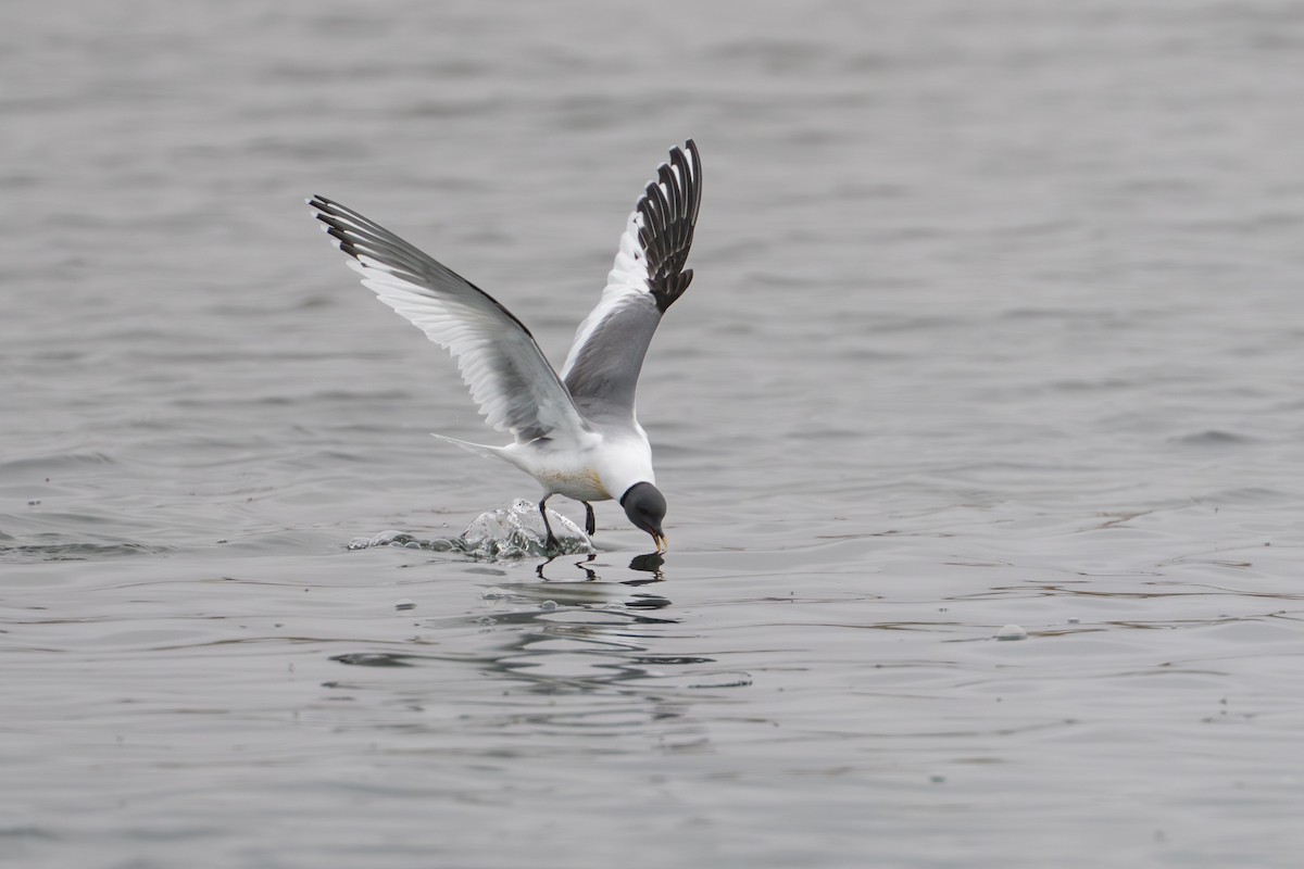 Gaviota de Sabine - ML644780939