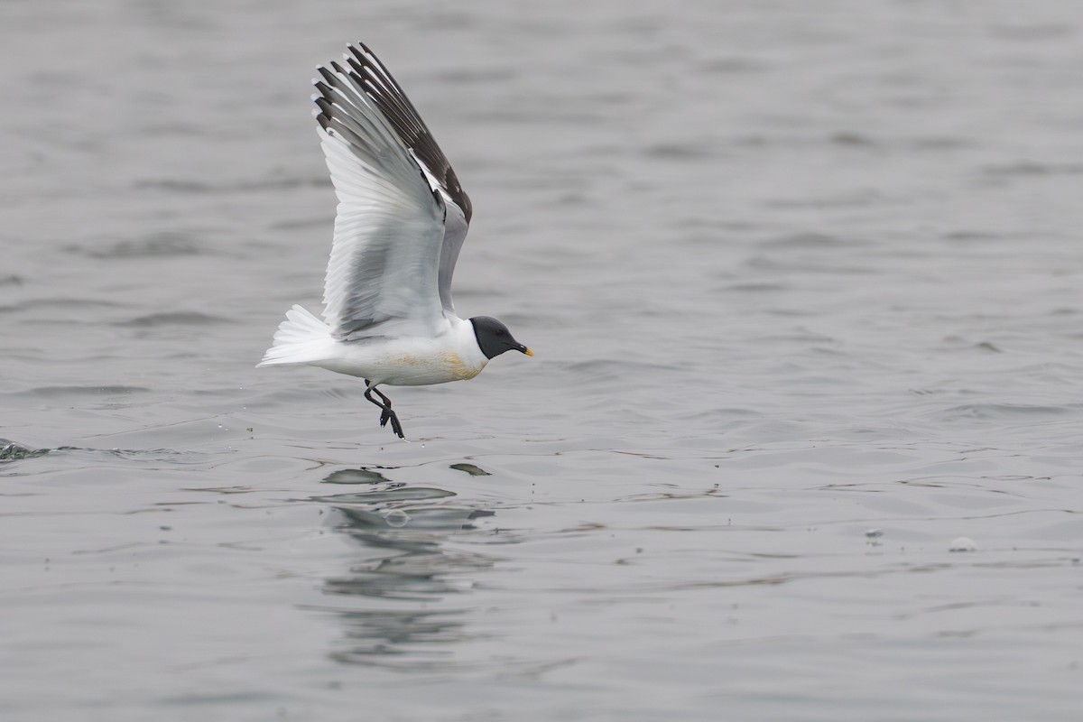 Gaviota de Sabine - ML644780940