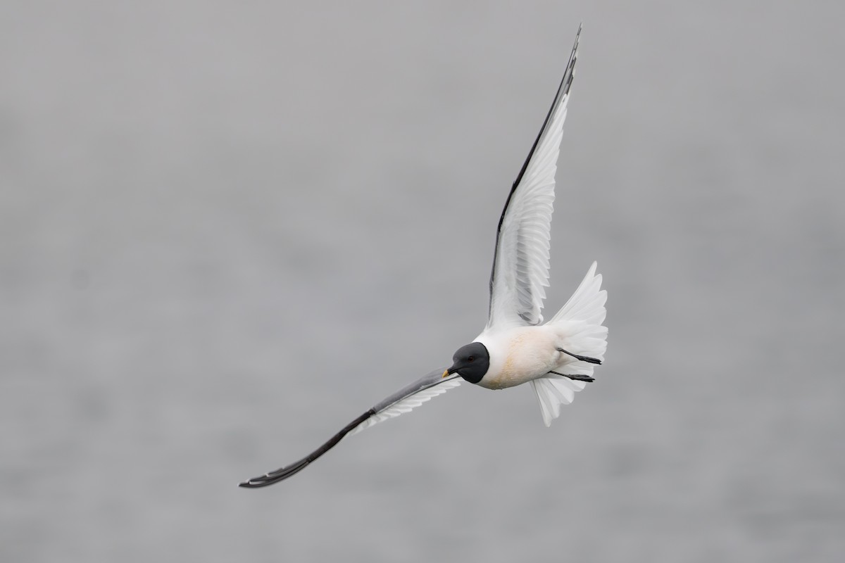 Gaviota de Sabine - ML644780941