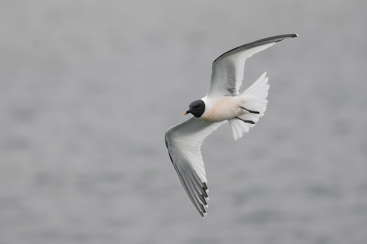 Gaviota de Sabine - ML644780942