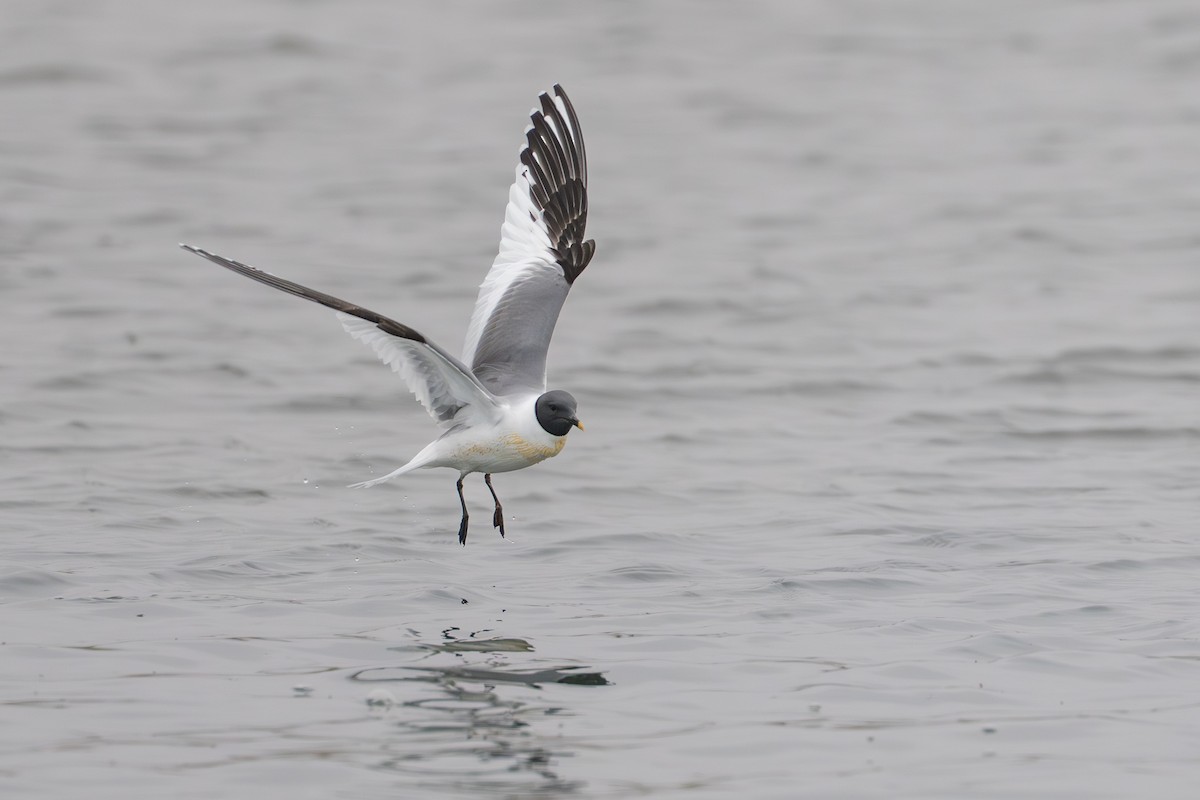 Gaviota de Sabine - ML644780943