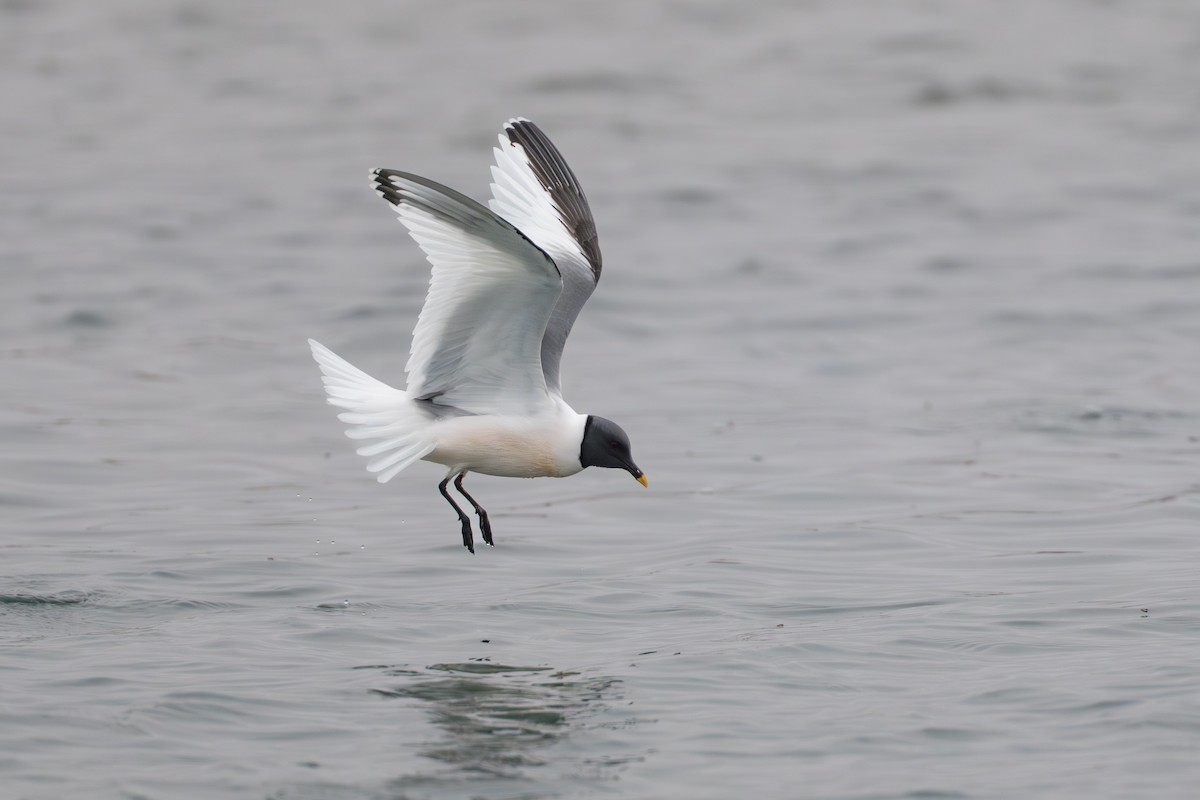 Gaviota de Sabine - ML644780944