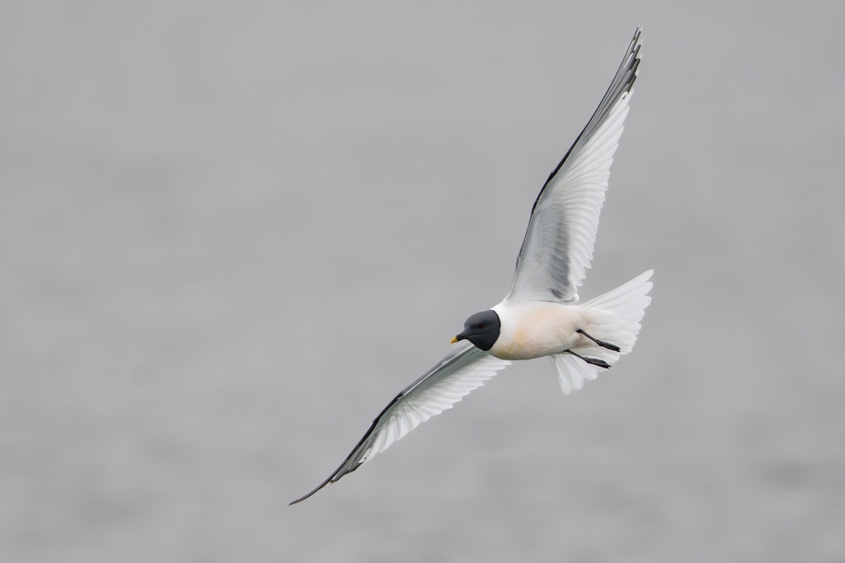 Gaviota de Sabine - ML644780945