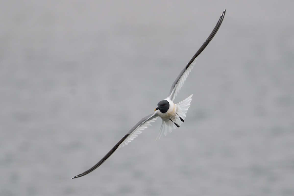 Gaviota de Sabine - ML644780946